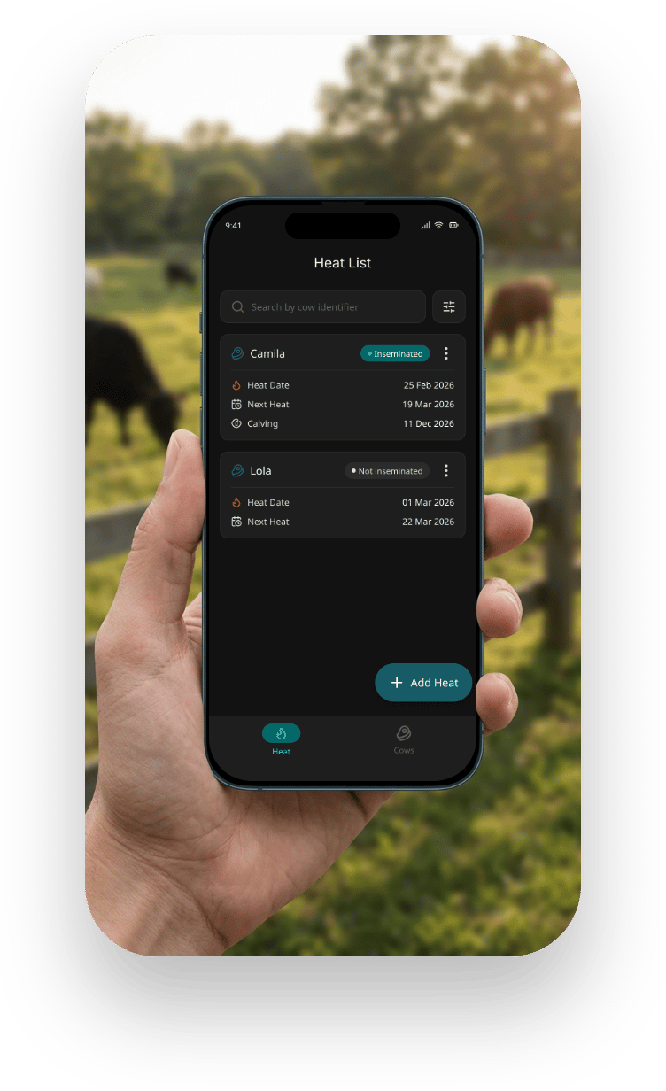 BovineFlow heat list screen shown on a phone in a farm setting